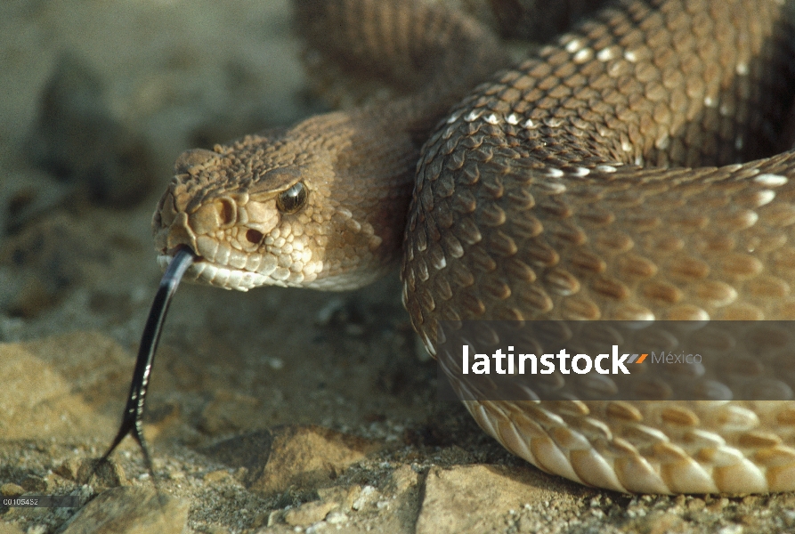 Rojo serpiente de cascabel (Crotalus ruber) con la lengua extendida, Baja California, México