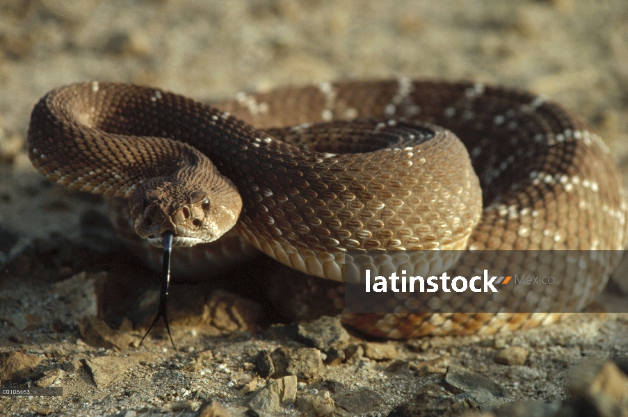 Rojo serpiente de cascabel (Crotalus ruber) enrollada en el suelo, Baja California, México