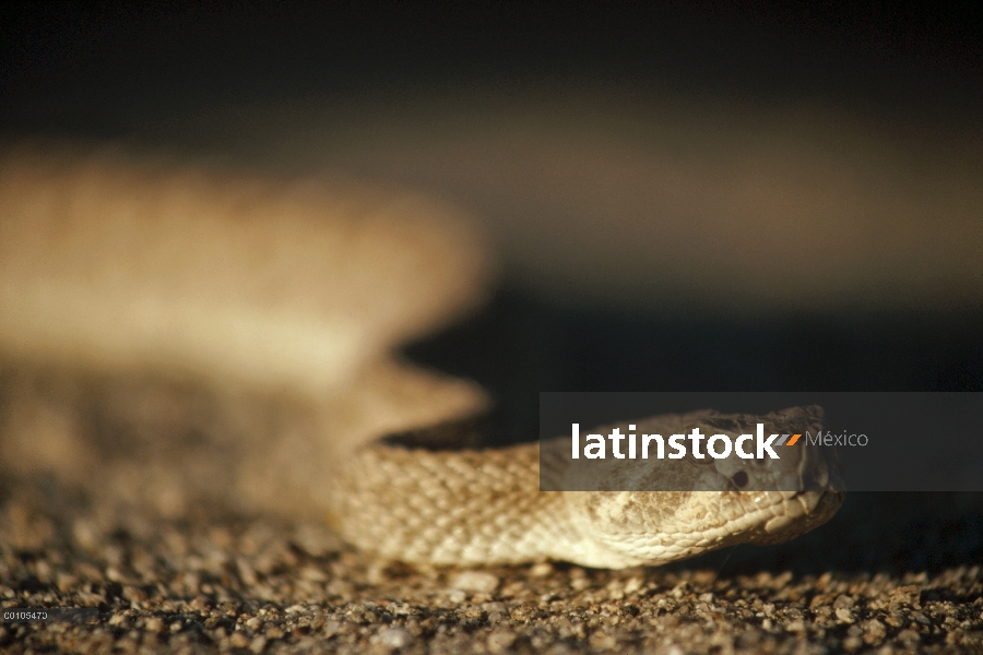 Rojo serpiente de cascabel (Crotalus ruber) cerca de la cabeza, Baja California, México