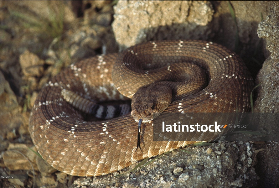 Rojo serpiente de cascabel (Crotalus ruber) de detección con su lengua, Baja California, México