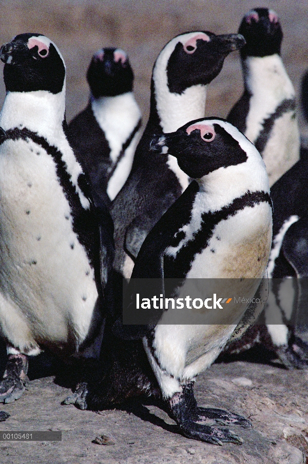 Negro-footed Penguin (Spheniscus demersus) group, Namibia