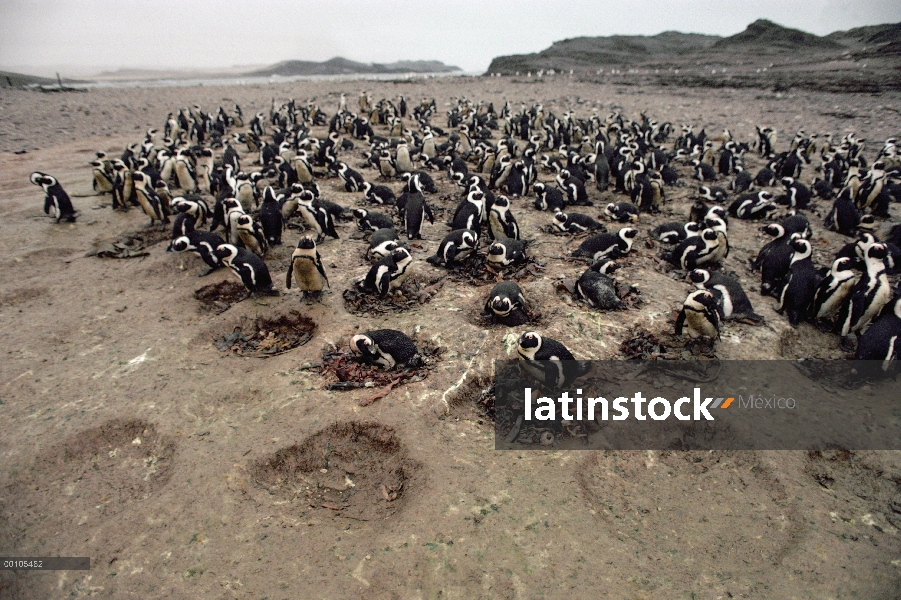 Negro-footed Colonia nidificante de pingüino (Spheniscus demersus), Namibia