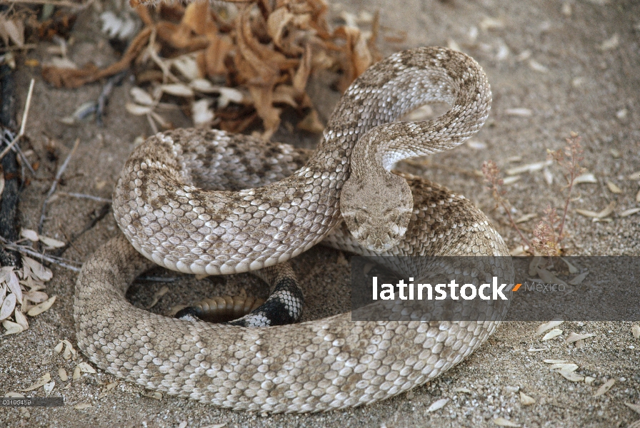 Serpiente de cascabel Speckled (Crotalus mitchellii) en espiral en la tierra, desierto de Mojave, Ca