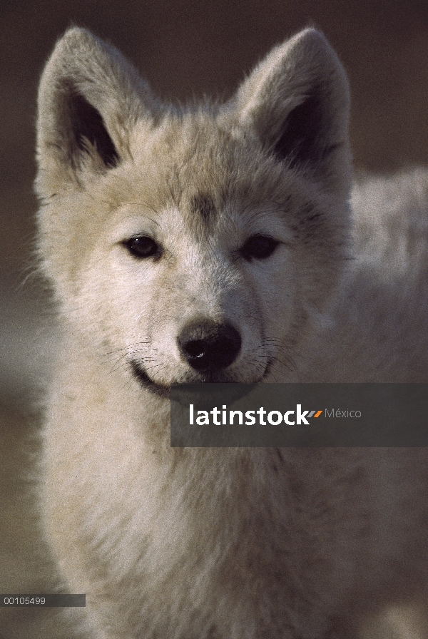 Cachorro de lobo Ártico (Canis lupus), isla de Ellesmere, Nunavut, Canadá