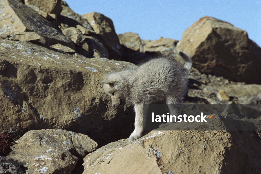 Cachorro de lobo Ártico (Canis lupus) que se extiende en el den, isla de Ellesmere, Nunavut, Canadá