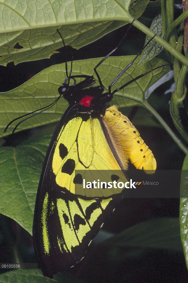 Alas de Poseidon (Alexandrae priamus poseidon) mariposa, hombre, Irian Jaya, Nueva Guinea, Indonesia