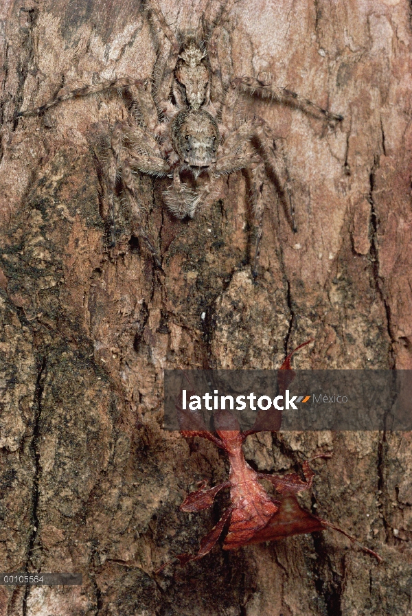 Corteza-imitar saltando araña camuflada en corteza de árbol espera en emboscada para un insecto hoja