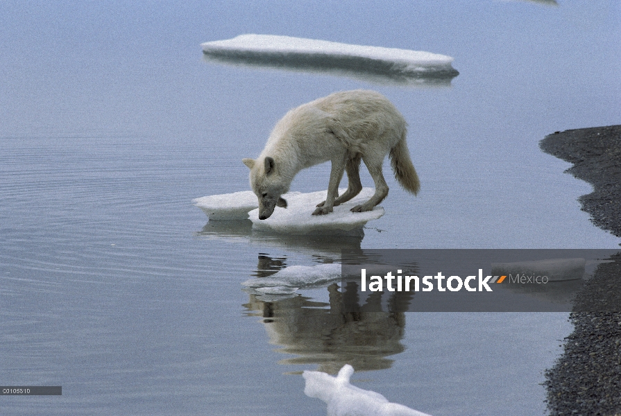 Lobo Ártico (Canis lupus) en témpano de hielo con reflejo en el agua, isla de Ellesmere, Nunavut, Ca