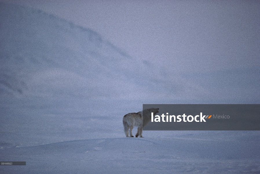 Lobo Ártico (Canis lupus), aullidos, isla de Ellesmere, Nunavut, Canadá