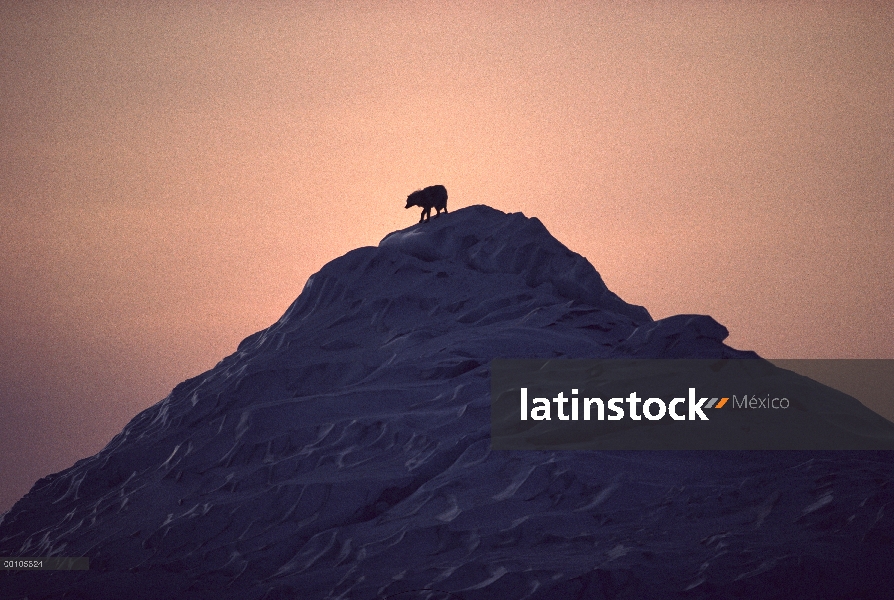 Lobo Ártico (Canis lupus) en la cima de iceberg, isla de Ellesmere, Nunavut, Canadá