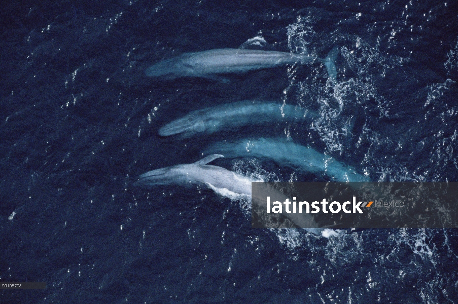 Azul vista aérea de la ballena (Balaenoptera musculus) del grupo, canal de Santa Bárbara, California