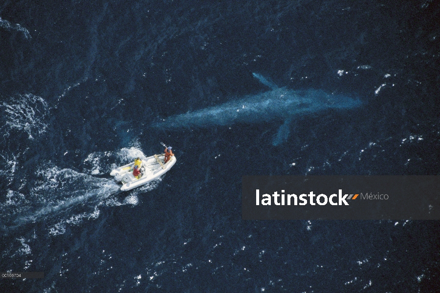 Ballena azul (Balaenoptera musculus) investigador Bruce Mate intentando satélite ballena etiqueta, C