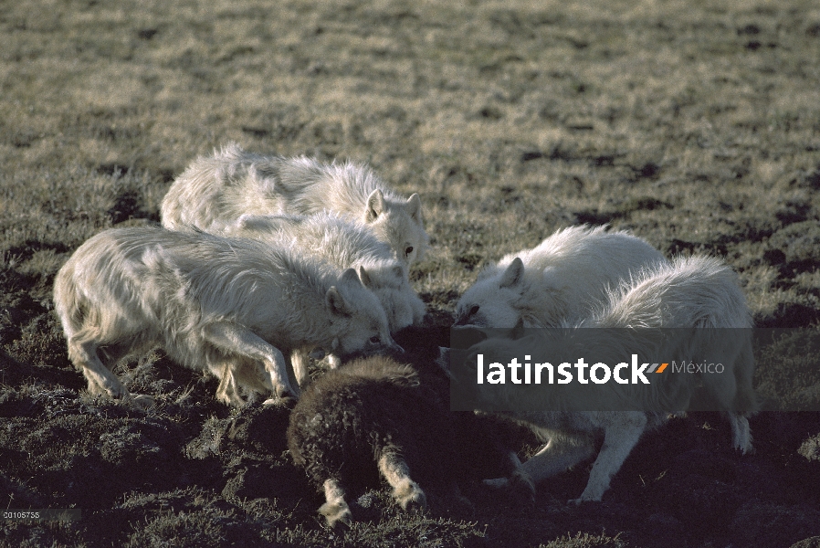 Paquete de lobo Ártico (Canis lupus) alimentándose de buey almizclero (Ovibos moschatus), isla de El