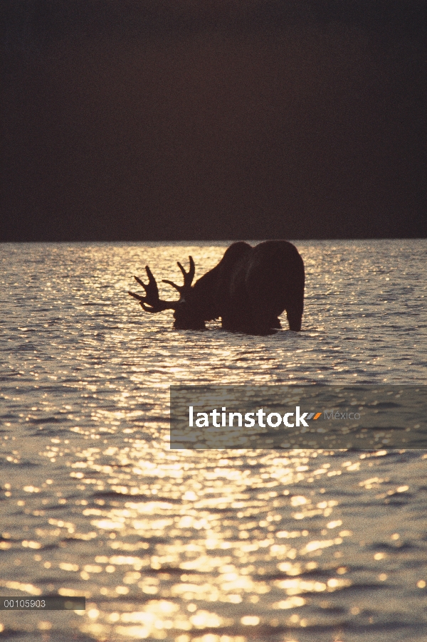 Hombre de alces (Alces alces andersoni) alimentación en lago, Minnesota