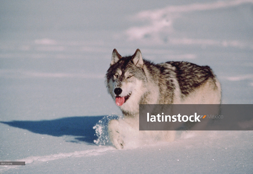 Lobo (Canis lupus) en nieve, Minnesota