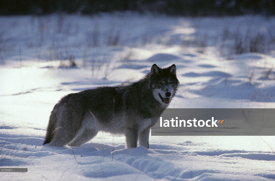 Lobo (Canis lupus) en nieve, Minnesota