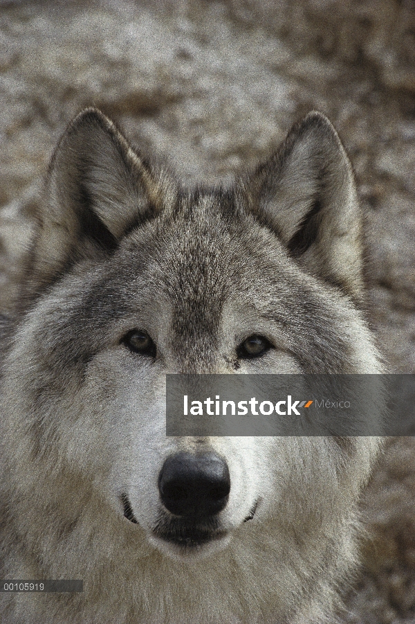 Retrato de lobo (Canis lupus), Minnesota