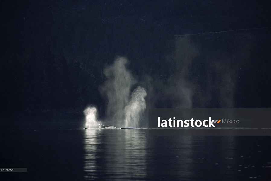 Ballena jorobada (Megaptera novaeangliae) echa en chorro, Alaska