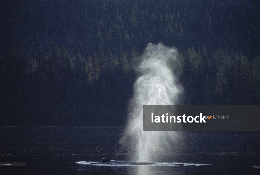 Ballena jorobada (Megaptera novaeangliae) echa en chorro, Alaska