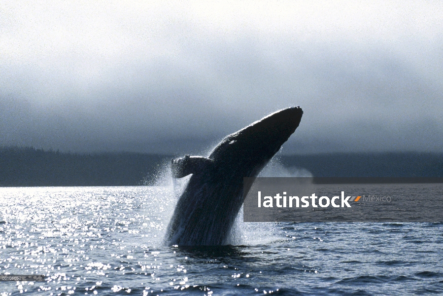 Ballena jorobada (Megaptera novaeangliae) violar, Alaska