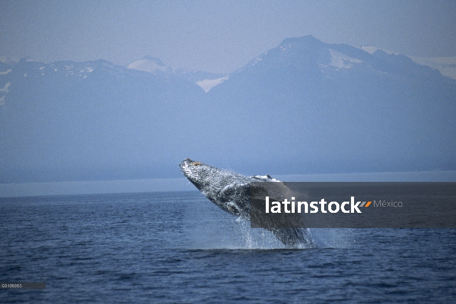 Ballena jorobada (Megaptera novaeangliae) violar, Alaska