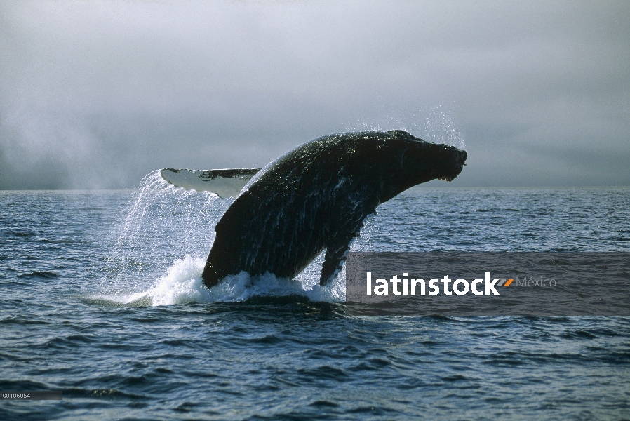 Ballena jorobada (Megaptera novaeangliae) violar, Alaska