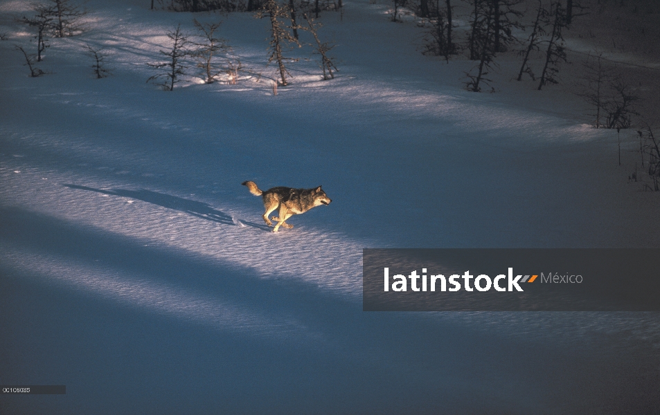 Lobo (lupus de Canis) funcionando a través del congelado lago de Kawishiwi, Minnesota