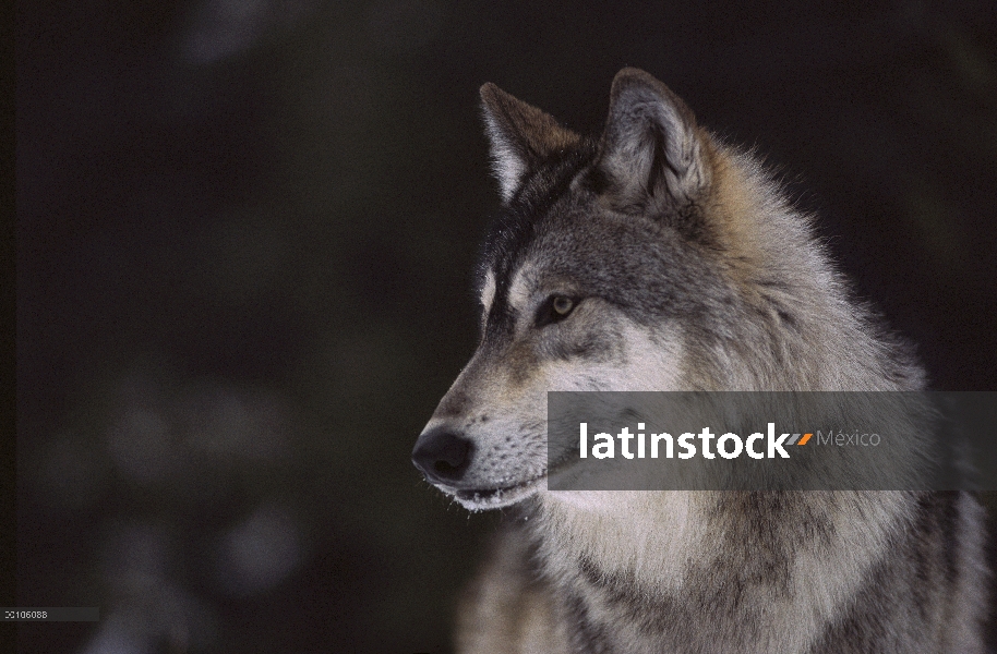 Retrato de lobo (Canis lupus), Minnesota