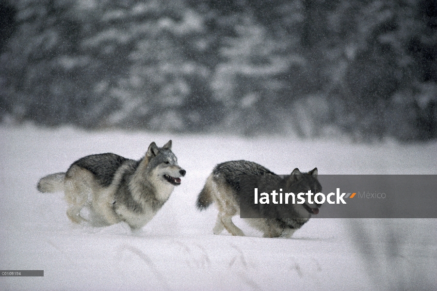 Par de lobo (Canis lupus) corriendo por la nieve, Minnesota