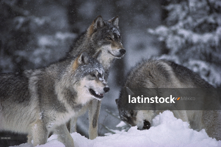 Trío de lobo (Canis lupus) en nieve, Minnesota