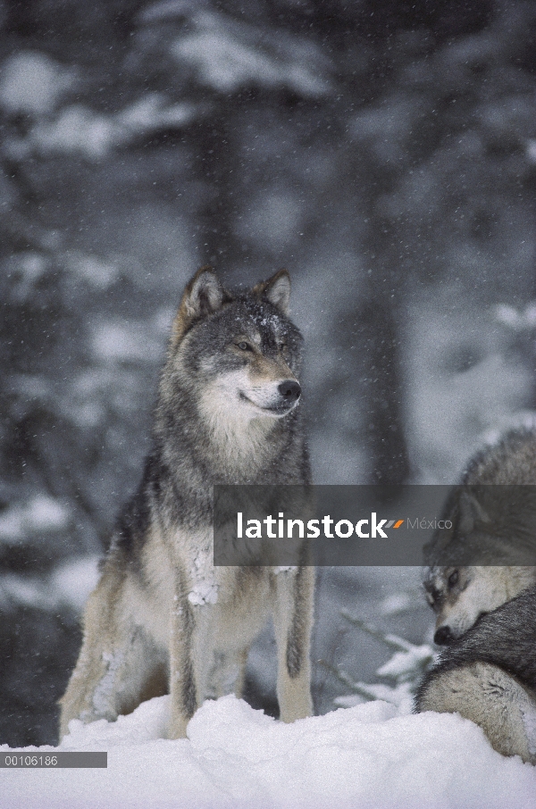 Lobo (Canis lupus) en nieve, Minnesota