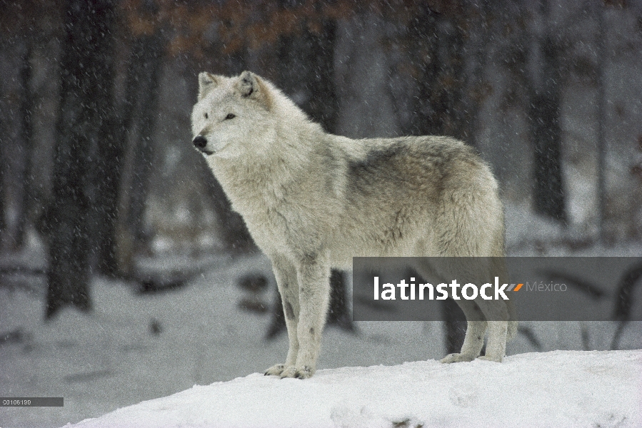 Mujer lobo (Canis lupus), Minnesota