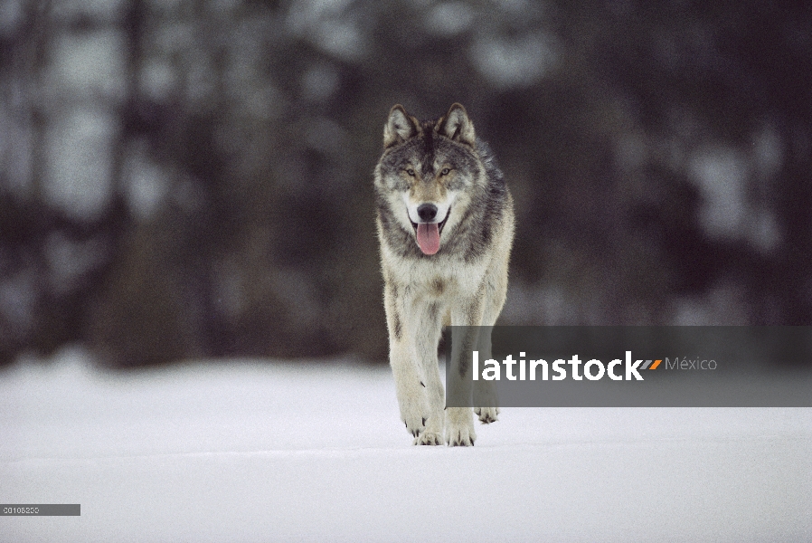 Lobo (lupus de Canis) caminar, Northwoods, Minnesota