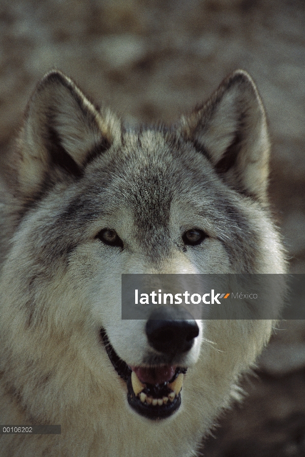 Retrato de lobo (Canis lupus), Minnesota