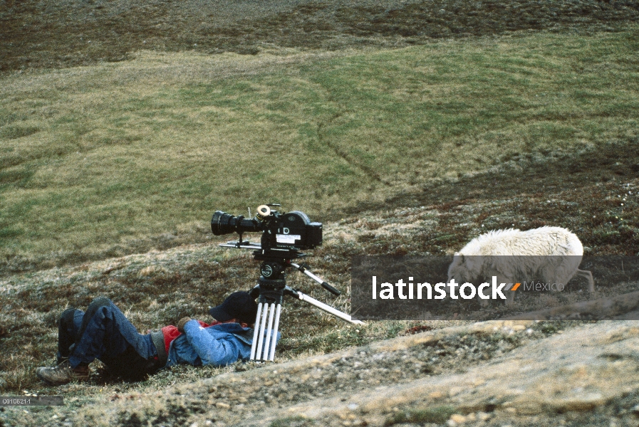 Lobo Ártico (Canis lupus) investigar Jim Brandenburg que es dormir la siesta, isla de Ellesmere, Nun