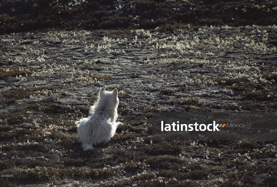 Caza de lobo Ártico (Canis lupus), isla de Ellesmere, Nunavut, Canadá