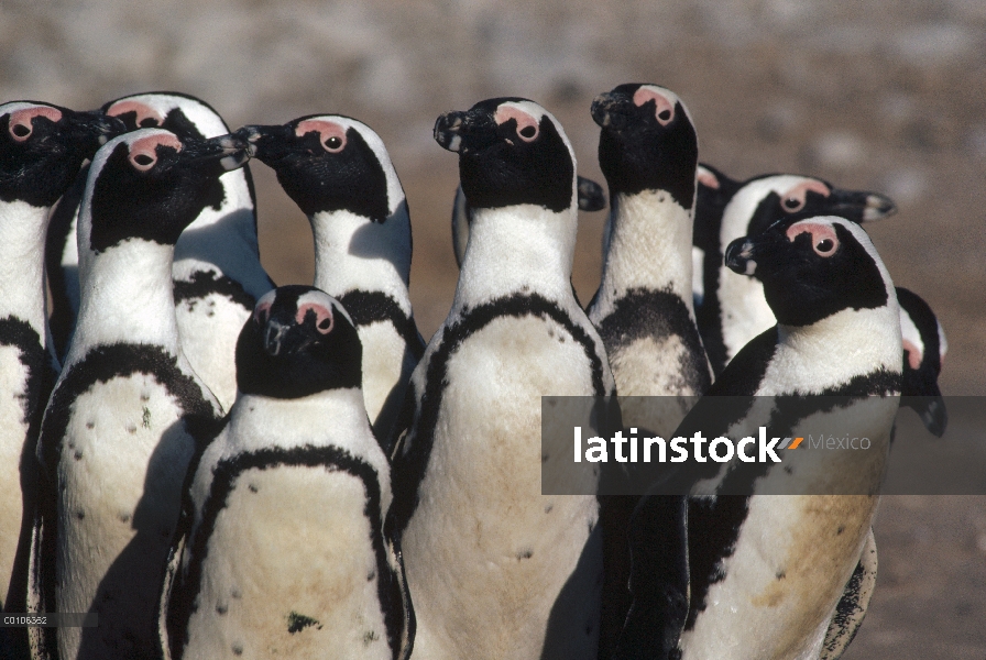 Negro-footed Penguin (Spheniscus demersus) group, Namibia