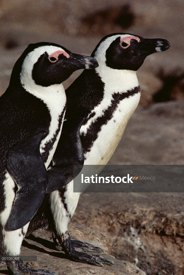 Pareja de pingüinos (Spheniscus demersus) negro-footed, Namibia