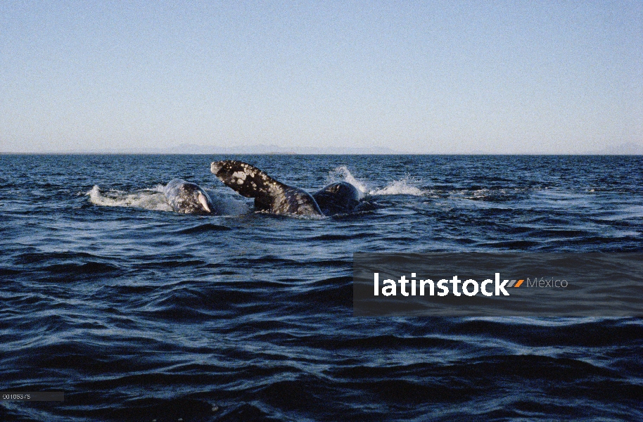 Ballena gris (Eschrichtius robustus) trío cortejo durante intento de cópula, Baja California, México