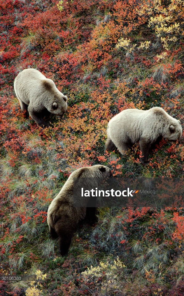 Trío de oso pardo (Ursus arctos horribilis) buscan bayas, Alaska