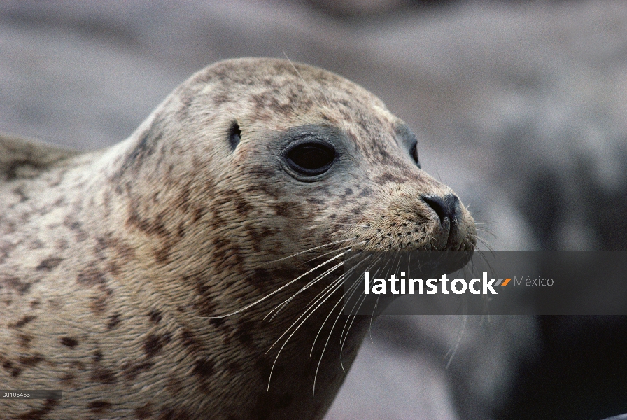 Retrato de sello de puerto (Phoca vitulina)