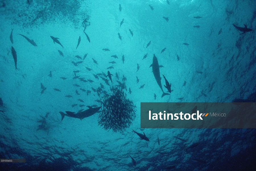 Atún (Scombridae) y delfines alimentándose de baitball agregados en gran número bajo escombros del o