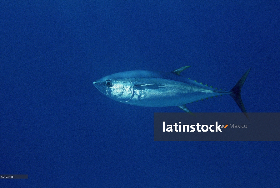 Atún de aleta amarilla (Thunnus albacares) fuera de la isla del coco, Costa Rica