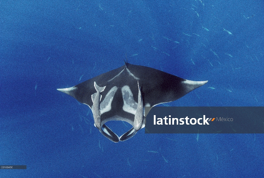 Manta raya (Manta birostris) con dos Remora (remora Remora) unido a él, Hallcion Reef, Isla del coco