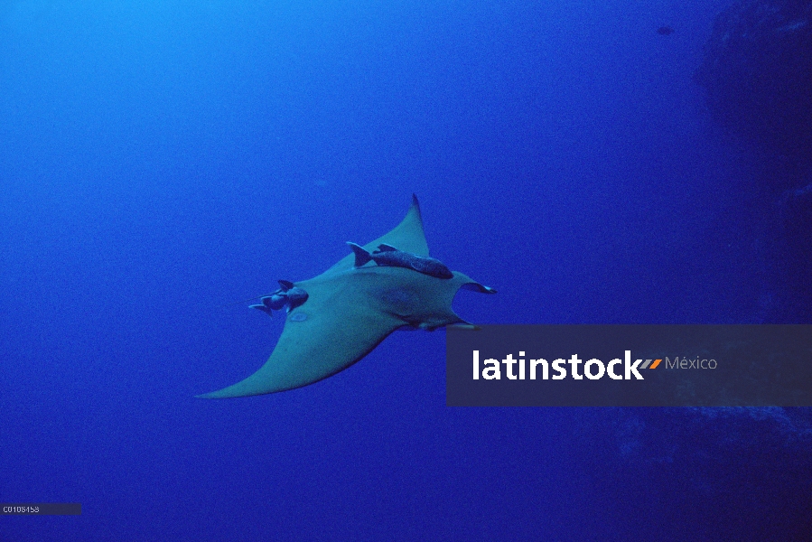 Mobula Ray (Mobula mobular) nadando con adjuntos rémoras (remora Remora), Isla del coco, Costa Rica