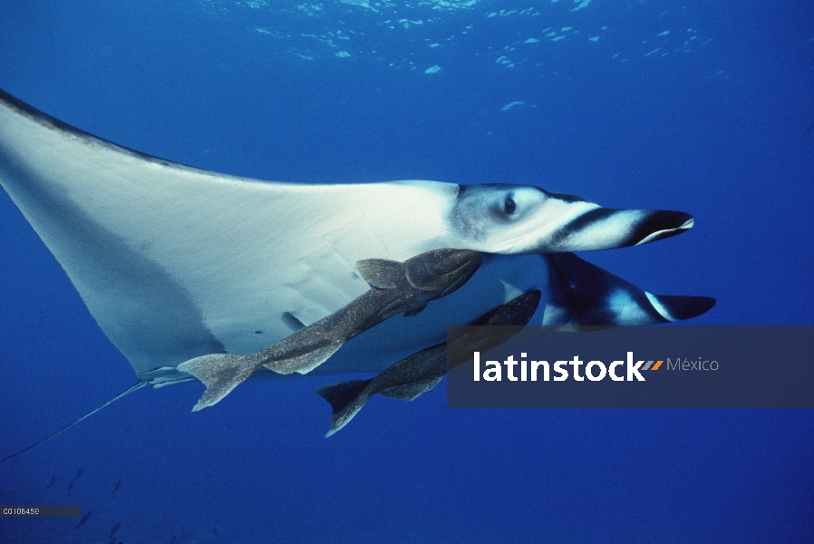 Manta raya (Manta birostris) con dos Remora (remora Remora) unido a él, sobre Hallcion arrecife de I