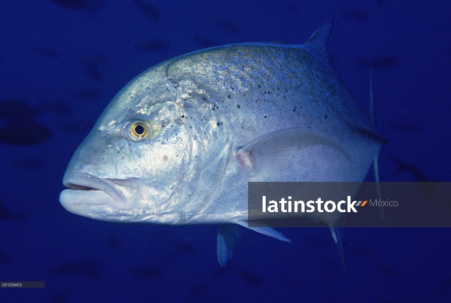 Cavalla (Caranx sp) patrullar el arrecife de la isla del coco, Costa Rica