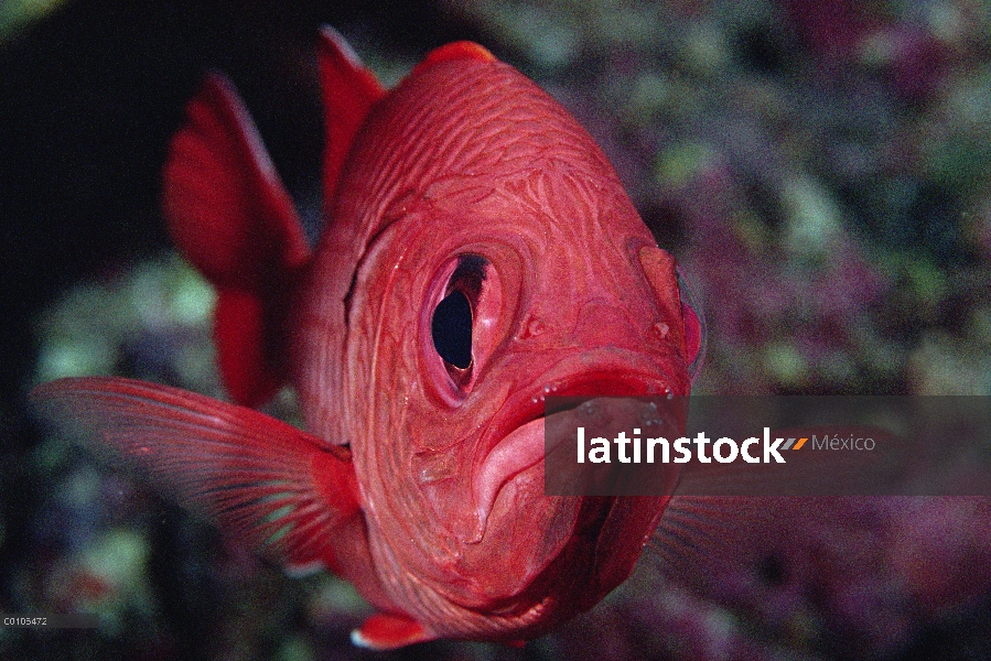 Retrato de candiles (Holocentrus sp), Isla del coco, Costa Rica