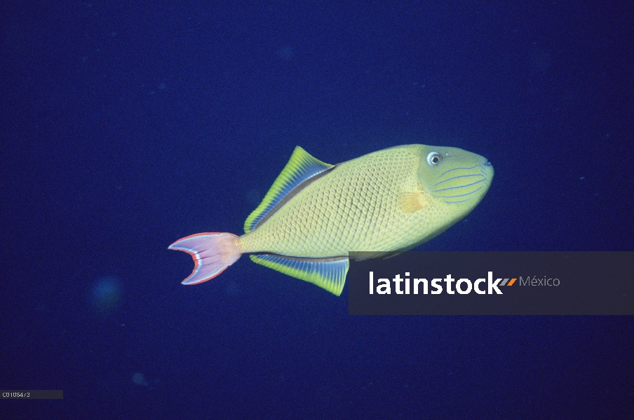 Retrato de ballesta Reina (Balistes vetula) en Isla Manuelita en el lado oeste de Isla del coco, Cos