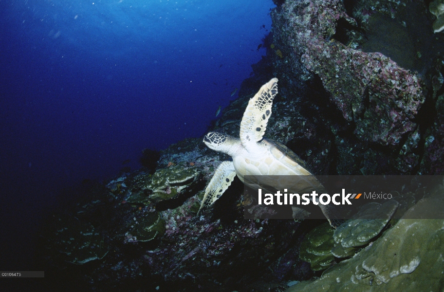 Tortuga del mar verde (mydas de Chelonia), descansando en una grieta de la roca de la isla del coco,